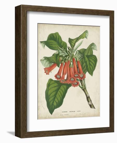 Tropical Array VI-Horto Van Houtteano-Framed Premium Giclee Print