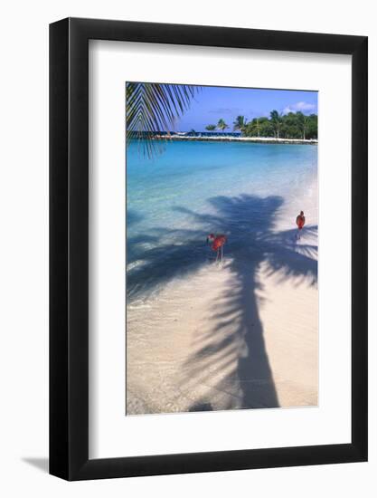 Tropical Beach with Pink Flamencos Aruba-George Oze-Framed Photographic Print