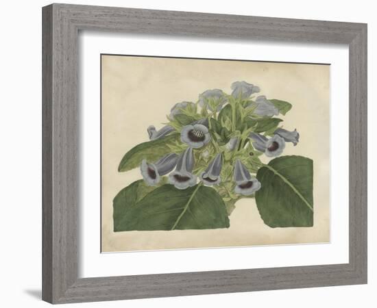 Tropical Beauty IV-Sydenham Teast Edwards-Framed Art Print