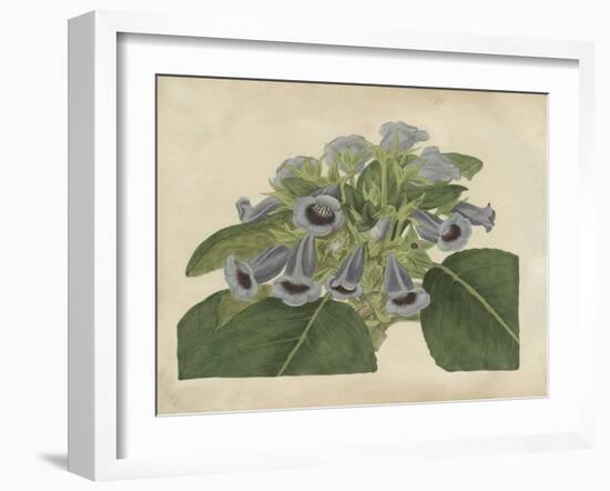 Tropical Beauty IV-Sydenham Teast Edwards-Framed Art Print