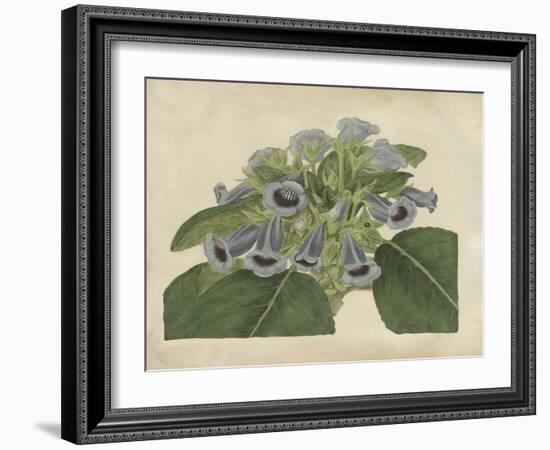 Tropical Beauty IV-Sydenham Teast Edwards-Framed Art Print