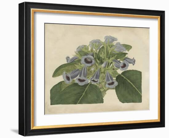 Tropical Beauty IV-Sydenham Teast Edwards-Framed Art Print