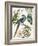 Tropical Bird II-Aimee Wilson-Framed Art Print