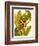 Tropical Bird of Paradise-Tim O'toole-Framed Premium Giclee Print