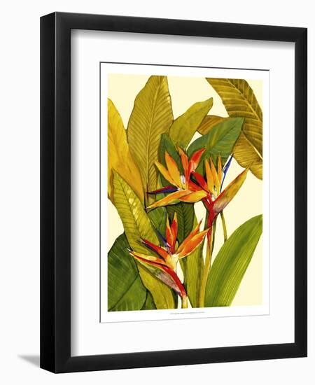 Tropical Bird of Paradise-Tim O'toole-Framed Premium Giclee Print