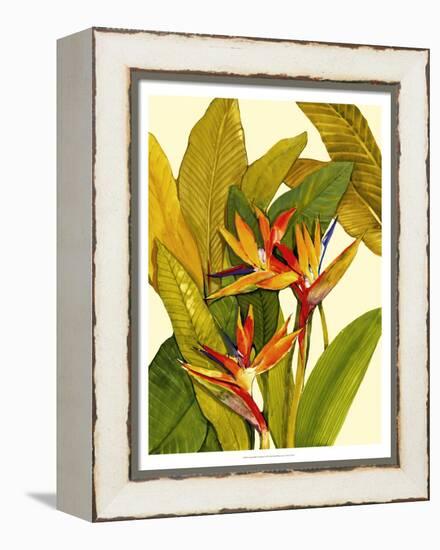 Tropical Bird of Paradise-Tim O'toole-Framed Stretched Canvas