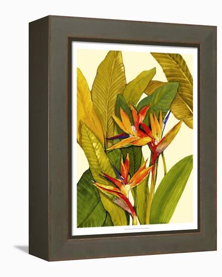 Tropical Bird of Paradise-Tim O'toole-Framed Stretched Canvas