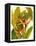 Tropical Bird of Paradise-Tim O'toole-Framed Stretched Canvas