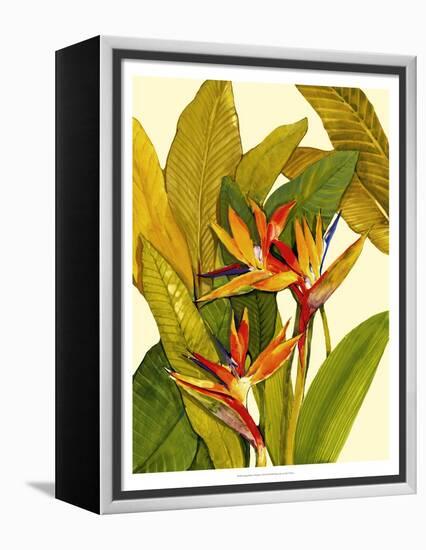 Tropical Bird of Paradise-Tim O'toole-Framed Stretched Canvas