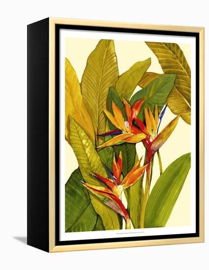 Tropical Bird of Paradise-Tim O'toole-Framed Stretched Canvas