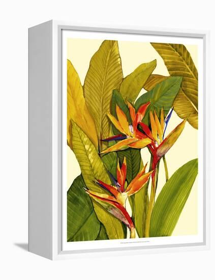 Tropical Bird of Paradise-Tim O'toole-Framed Stretched Canvas