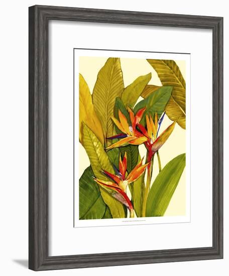 Tropical Bird of Paradise-Tim O'toole-Framed Art Print