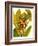 Tropical Bird of Paradise-Tim O'toole-Framed Art Print