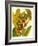 Tropical Bird of Paradise-Tim O'toole-Framed Art Print