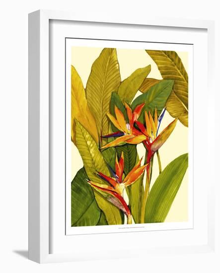 Tropical Bird of Paradise-Tim O'toole-Framed Art Print