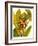 Tropical Bird of Paradise-Tim O'toole-Framed Art Print