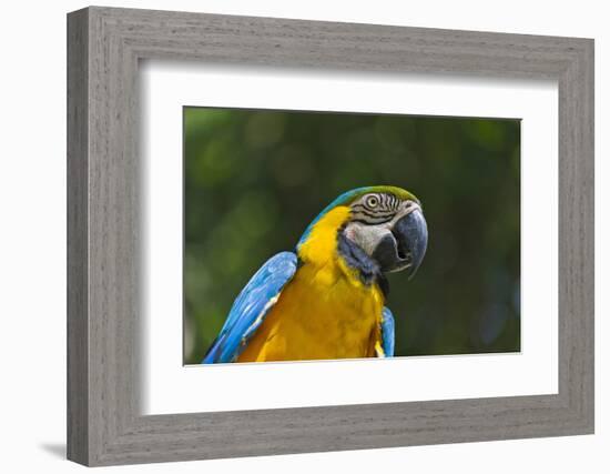 Tropical Bird, Parrot, Honduras-Keren Su-Framed Photographic Print