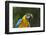 Tropical Bird, Parrot, Honduras-Keren Su-Framed Photographic Print