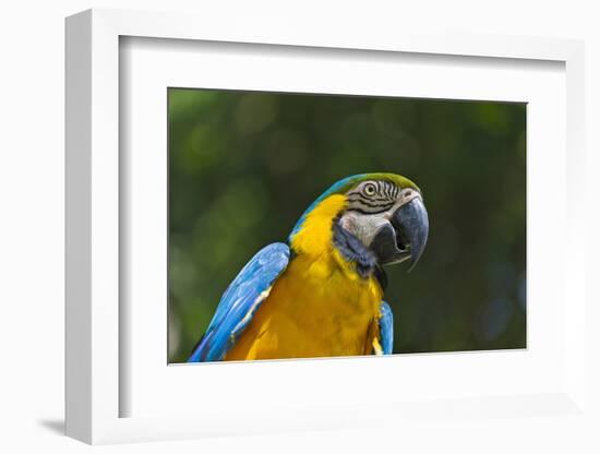 Tropical Bird, Parrot, Honduras-Keren Su-Framed Photographic Print