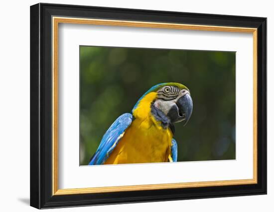 Tropical Bird, Parrot, Honduras-Keren Su-Framed Photographic Print