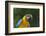 Tropical Bird, Parrot, Honduras-Keren Su-Framed Photographic Print