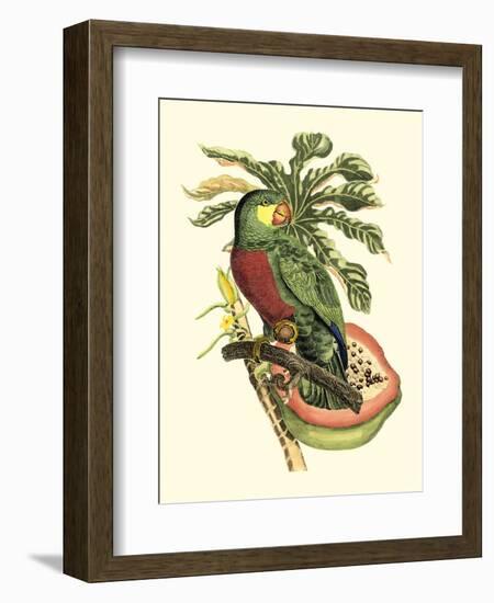 Tropical Birds and Botanicals II-null-Framed Art Print