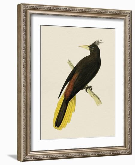 Tropical Birds - Great Crested-Maria Mendez-Framed Giclee Print