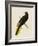 Tropical Birds - Great Crested-Maria Mendez-Framed Giclee Print