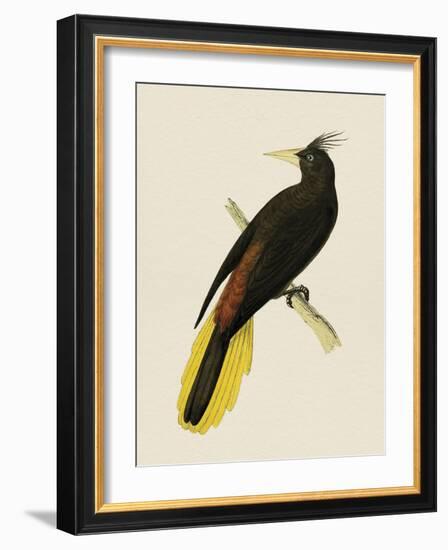 Tropical Birds - Great Crested-Maria Mendez-Framed Giclee Print