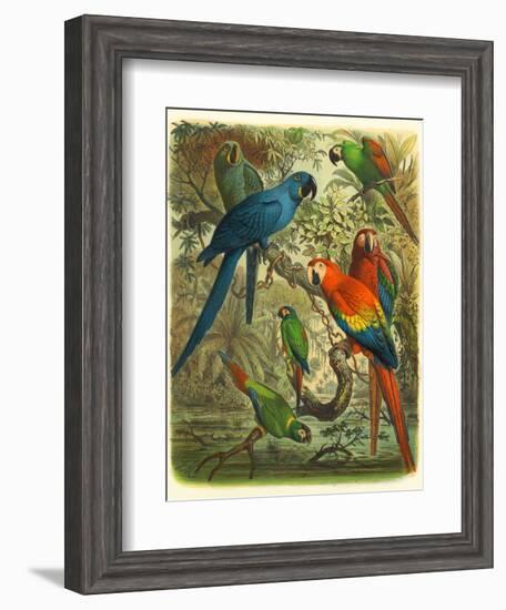 Tropical Birds III-Cassel-Framed Art Print