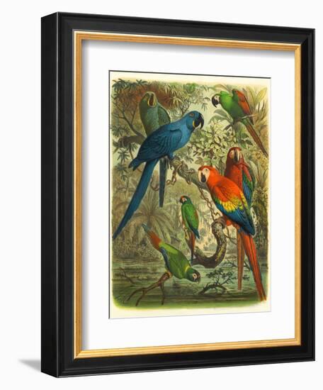 Tropical Birds III-Cassel-Framed Art Print