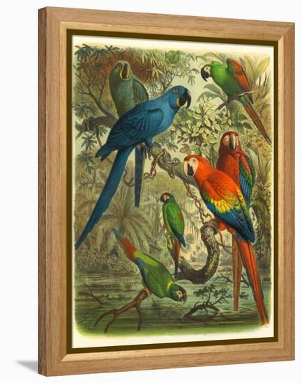 Tropical Birds III-Cassel-Framed Stretched Canvas