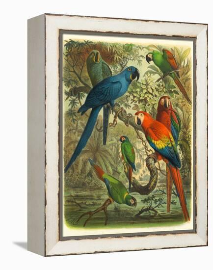 Tropical Birds III-Cassel-Framed Stretched Canvas