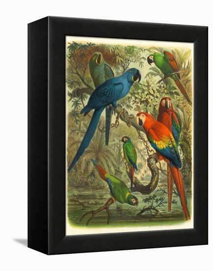 Tropical Birds III-Cassel-Framed Stretched Canvas