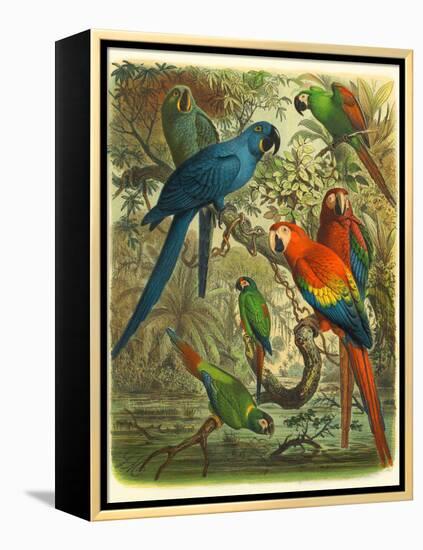 Tropical Birds III-Cassel-Framed Stretched Canvas