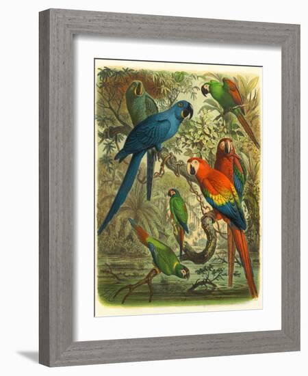 Tropical Birds III-Cassel-Framed Art Print