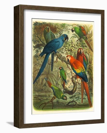 Tropical Birds III-Cassel-Framed Art Print