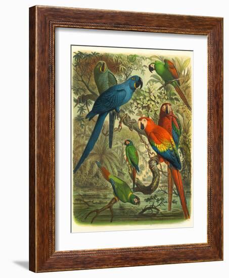 Tropical Birds III-Cassel-Framed Art Print