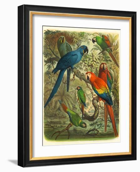 Tropical Birds III-Cassel-Framed Art Print