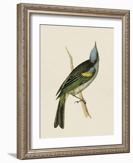 Tropical Birds - Yellow Shoulder-Maria Mendez-Framed Giclee Print