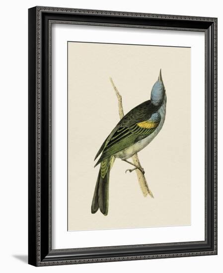 Tropical Birds - Yellow Shoulder-Maria Mendez-Framed Giclee Print