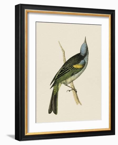 Tropical Birds - Yellow Shoulder-Maria Mendez-Framed Giclee Print