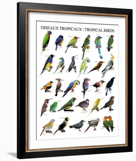 Tropical Birds-null-Framed Art Print