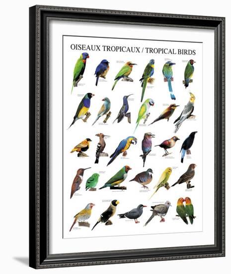 Tropical Birds-null-Framed Art Print