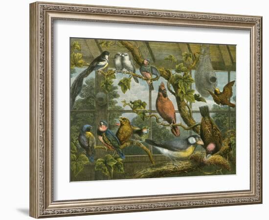 Tropical Birds-English School-Framed Giclee Print