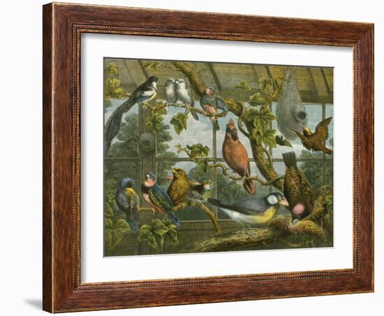 Tropical Birds-English School-Framed Giclee Print