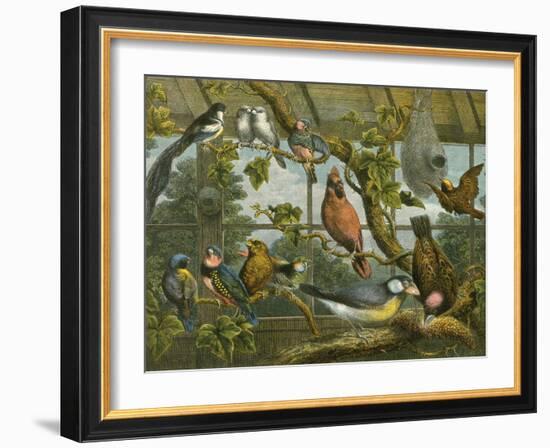 Tropical Birds-English School-Framed Giclee Print