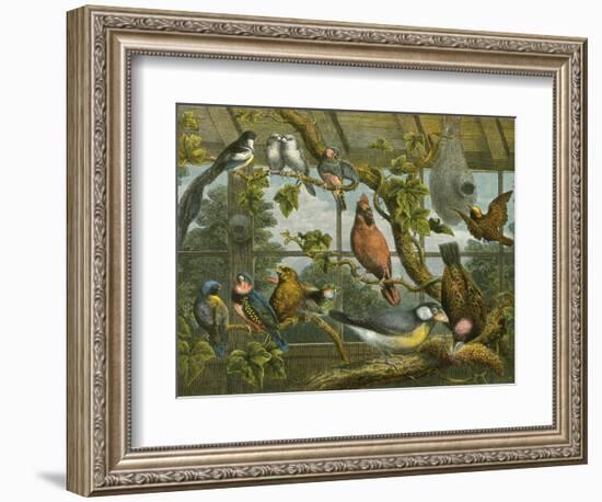 Tropical Birds-English School-Framed Giclee Print