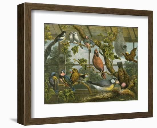 Tropical Birds-English School-Framed Giclee Print