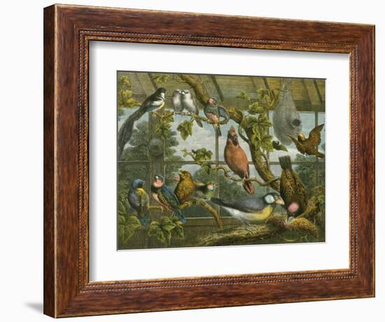 Tropical Birds-English School-Framed Giclee Print